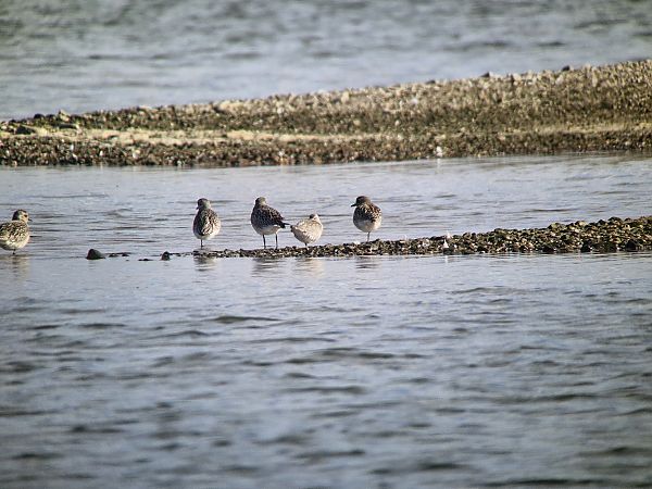 Kiebitzregenpfeifer  - Tomasz Zarzycki