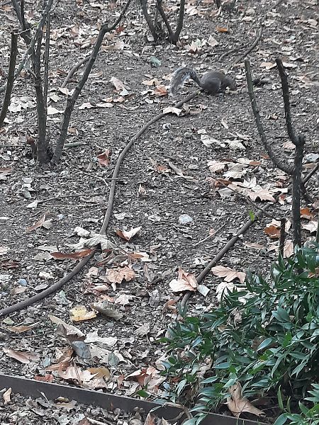 Scoiattolo grigio  - Michele Coppola