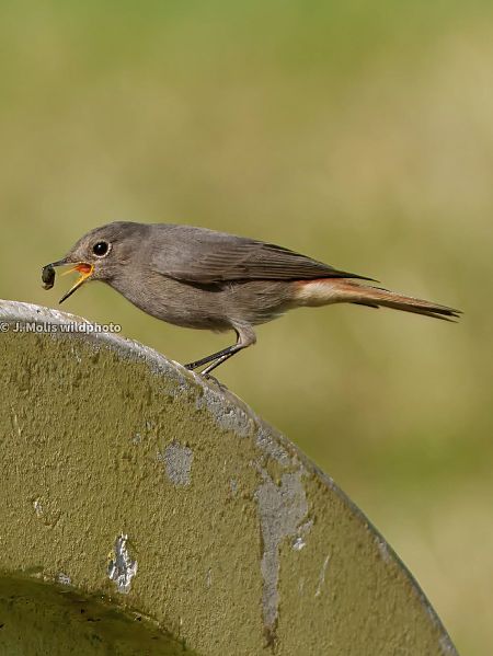 Cotxa fumada  - Jose Molis