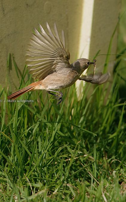 Cotxa fumada  - Jose Molis