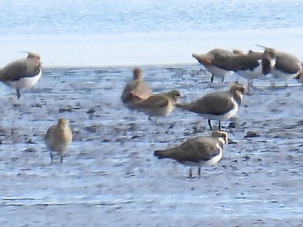 Pluvier fauve  - Kacper Mikulski