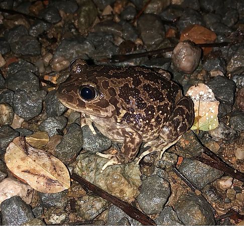 Gripau d'esperons  - Ramon Prat Espelt