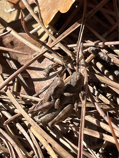 Llagost gris  - Carlos Alvarez-Cros