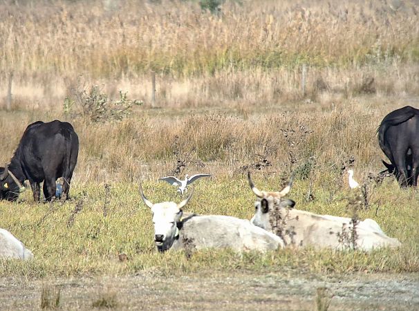 Héron garde-boeufs  - Lukas Scheidl
