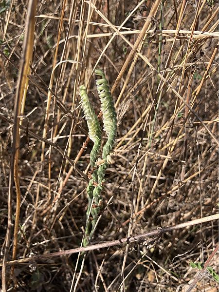 Spiranthes spiralis  - Florent de Gasperis