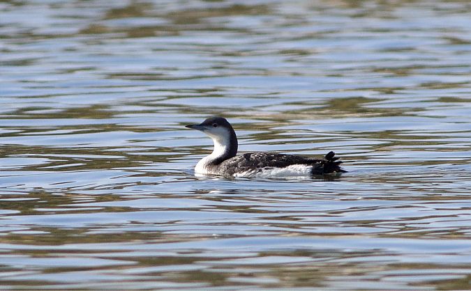 nur czarnoszyi  - Maciej Aleksandrowicz