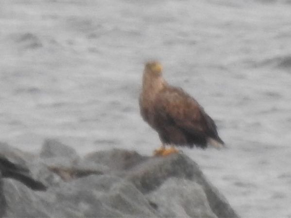 Pygargue à queue blanche  - Rainer Jellinek