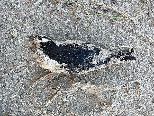 Trottellumme  - Mischa Drüner