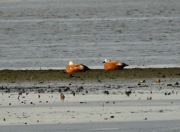 kazarka rdzawa  - Aleksandra Szymczak