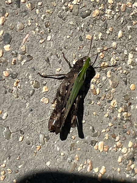 Saltamartí de prat humit  - Carlos Alvarez-Cros