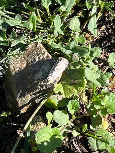 Utetheisa pulchella  - Carlos Alvarez-Cros