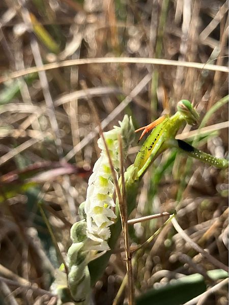 Spiranthes spiralis  - Florent de Gasperis