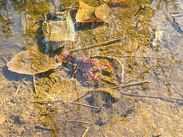 Gambero rosso della Louisiana  - Maria Rita Gelso