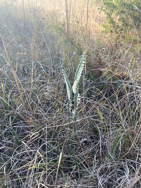 Spiranthes spiralis  - Florent de Gasperis