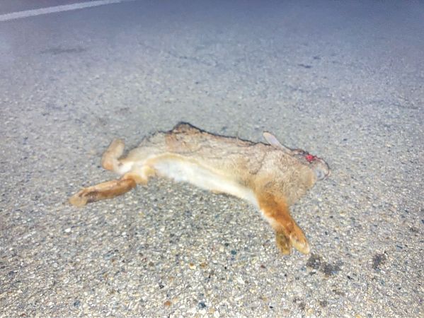 Lapin de Floride  - Federico Pino