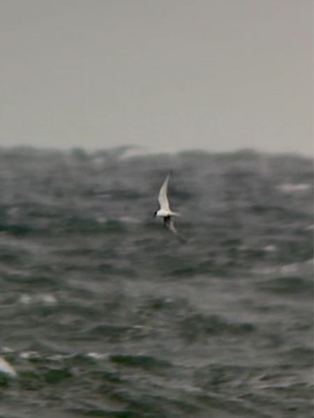 Sterne arctique  - Mateusz Gutowski