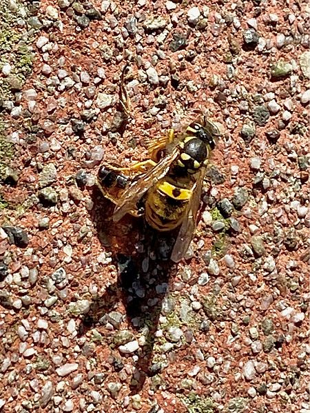 Vespula germanica  - Maria Rita Gelso