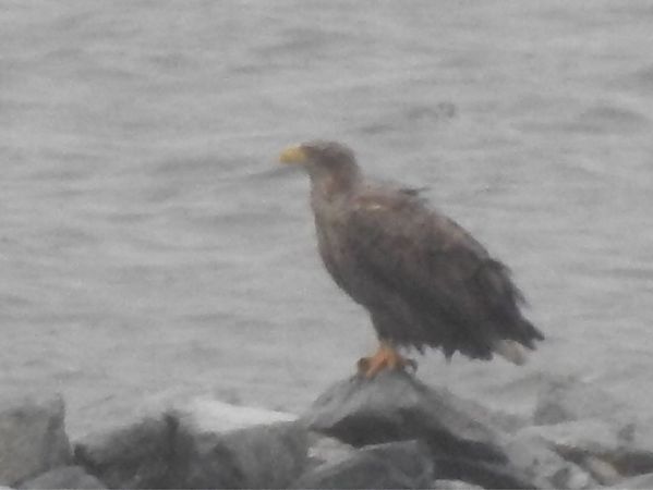 Seeadler  - Rainer Jellinek