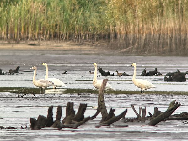 łabędź czarnodzioby  - Mateusz Gutowski