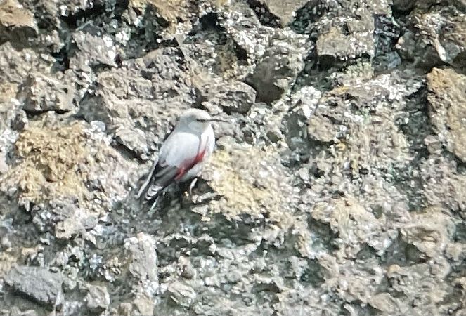Wallcreeper  - Giampaolo Toniolo