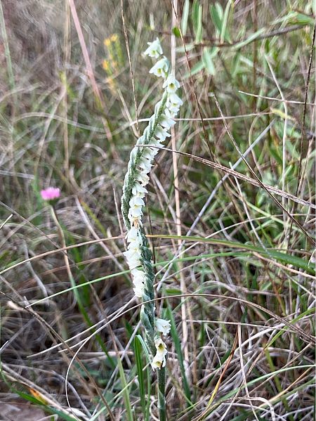 Spiranthes spiralis  - Florent de Gasperis