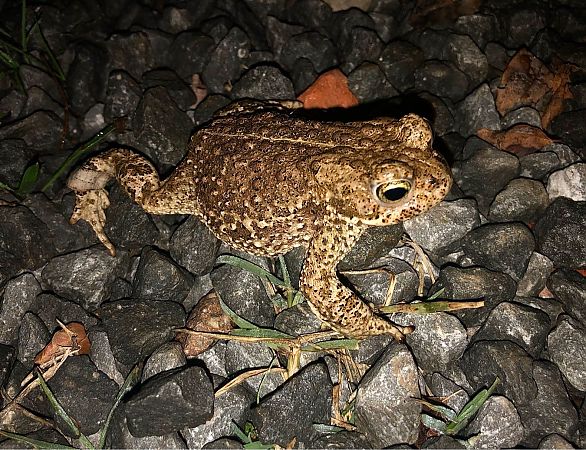 Gripau corredor  - Ramon Prat Espelt