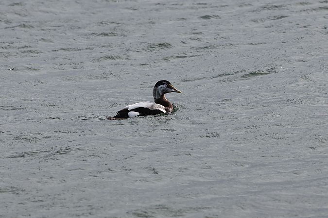 edredon  - Maciej Aleksandrowicz