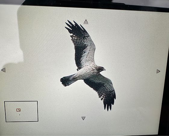 Zwergadler  - Katarzyna Kąciak