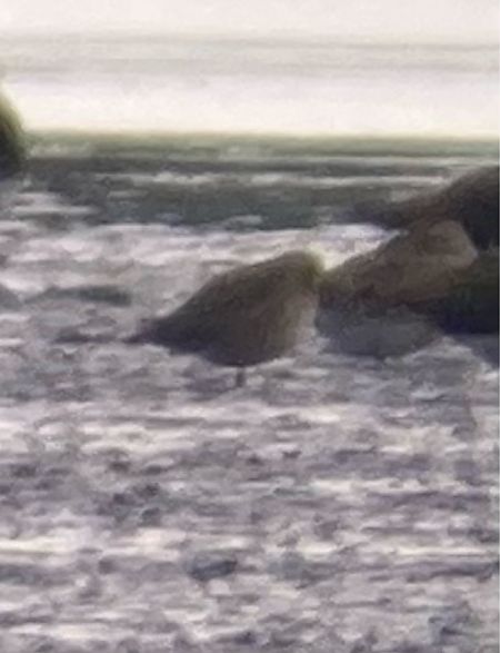 siewka złotawa  - Marian Giertych