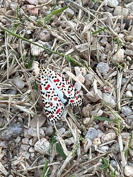 Utetheisa pulchella  - Carlos Alvarez-Cros