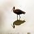 ibis kasztanowaty  - Damian Mikulski