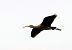 ibis kasztanowaty  - Damian Mikulski