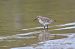 Piovanello pancianera (Calidris alpina) © Stefano Sava
