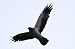 Aigle botté  - Oliwier Myka