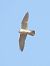 Falco pellegrino (Falco peregrinus) © Massimo Tassinari