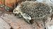 Silvilago (Sylvilagus floridanus) © Cristiano Mantovani