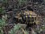 Hermann's tortoise (Testudo hermanni) © Oriol Clarabuch