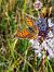 Lycaena sp. © Valter Cfr Simonitti (FVG)