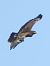 Aquila anatraia maggiore  - Massimo Tassinari