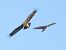 Aquila anatraia maggiore (Clanga clanga) © Massimo Tassinari