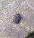 Coleoptera sp. © Dimitri Marrone