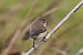 pierwiosnek (syberyjsk, ssp. tristis)  - Arkadiusz Stelmach