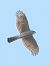 Sparviere (Accipiter nisus) © Massimo Tassinari
