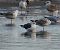 Larus fuscus graellsii / intermedius  - Krzysztof Nowak