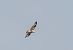 Poiana codabianca (Buteo rufinus) © Mauro Fenati