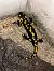 Salamandra pezzata (Salamandra salamandra) © Fabrizio Florit (FVG)