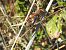 Sympetrum striolatum © Mario Paloni