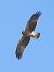 Aquila minore (Hieraaetus pennatus) © Massimo Tassinari