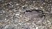 Rospo comune (Bufo bufo) © Renato Cottalasso