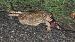 Rospo comune (Bufo bufo) © Renato Cottalasso